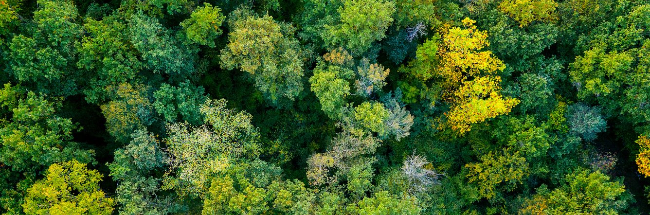 Aerial top down view of a green forest