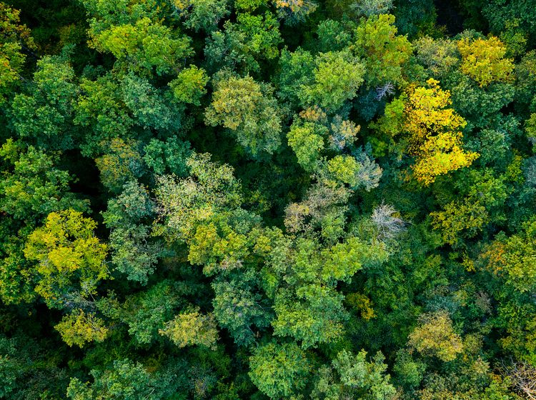 Aerial top down view of a green forest