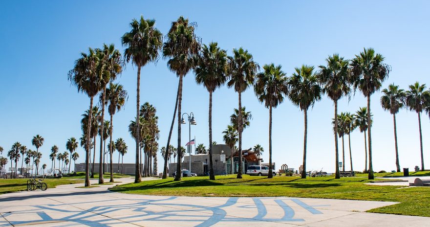 Venice beach palm trees and pathway under sunny skies